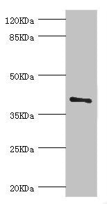 Western blot All lanes: LEFTY2 antibody at 2ug/ml + A431 whole cell lysate Secondary Goat polyclonal to rabbit IgG at 1/10000 dilution Predicted band size: 41, 38 kDa Observed band size: 41 kDa