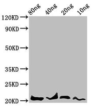 Western Blot Positive WB detected in Recombinant protein All lanes: LEP antibody at 4.7µg/ml Secondary Goat polyclonal to rabbit IgG at 1/50000 dilution Predicted band size: 21 kDa Observed band size: 21 kDa