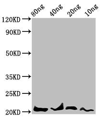 Western Blot Positive WB detected in Recombinant protein All lanes: LEP antibody at 4.7µg/ml Secondary Goat polyclonal to rabbit IgG at 1/50000 dilution Predicted band size: 21 kDa Observed band size: 21 kDa