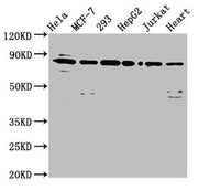 Western Blot Positive WB detected in: Hela whole cell lysate, MCF-7 whole cell lysate, 293 whole cell lysate, HepG2 whole cell lysate, Jurkat whole cell lysate, Mouse heart tissue All lanes: LETM1 antibody at 6.5µg/ml Secondary Goat polyclonal to...