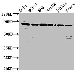 Western Blot Positive WB detected in: Hela whole cell lysate, MCF-7 whole cell lysate, 293 whole cell lysate, HepG2 whole cell lysate, Jurkat whole cell lysate, Mouse heart tissue All lanes: LETM1 antibody at 6.5µg/ml Secondary Goat polyclonal to...