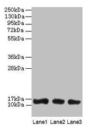 Western blot All lanes: LGALS1 antibody at 2µg/ml Lane 1: HL60 whole cell lysate Lane 2: NIH/3T3 whole cell lysate Lane 3: HepG2 whole cell lysate Secondary Goat polyclonal to rabbit IgG at 1/10000 dilution Predicted band size: 15 kDa Observed ban...