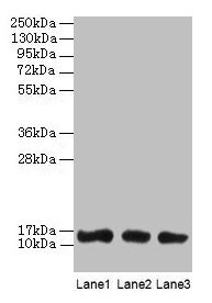 Western blot All lanes: LGALS1 antibody at 2µg/ml Lane 1: HL60 whole cell lysate Lane 2: NIH/3T3 whole cell lysate Lane 3: HepG2 whole cell lysate Secondary Goat polyclonal to rabbit IgG at 1/10000 dilution Predicted band size: 15 kDa Observed ban...