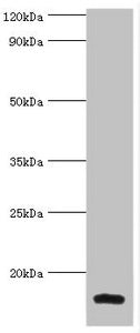 Western blot All lanes: Galectin-2 antibody at 6ug/ml + Mouse liver tissue Secondary Goat polyclonal to rabbit IgG at 1/10000 dilution Predicted band size: 15 kDa Observed band size: 15 kDa