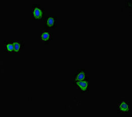Immunofluorescent analysis of HepG2 cells using CSB-PA012889HA01RA at dilution of 1:100 and Alexa Fluor 488-congugated AffiniPure Goat Anti-Rabbit IgG(H+L)