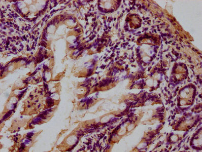 IHC image of CSB-PA012889LA01HU diluted at 1:100 and staining in paraffin-embedded human small intestine tissue performed on a Leica BondTM system. After dewaxing and hydration, antigen retrieval was mediated by high pressure in a citrate buffer (...