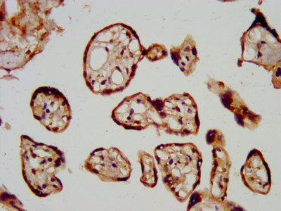 IHC image of CSB-PA012903LA01HU diluted at 1:600 and staining in paraffin-embedded human placenta tissue performed on a Leica BondTM system. After dewaxing and hydration, antigen retrieval was mediated by high pressure in a citrate buffer (pH 6.0)...
