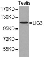 Western blot analysis of extracts of testis cell lines, using LIG3 antibody.