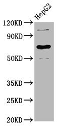 Western Blot Positive WB detected in: HepG2 whole cell lysate All lanes: LILRB3 antibody at 3.9µg/ml Secondary Goat polyclonal to rabbit IgG at 1/50000 dilution Predicted band size: 70, 72 kDa Observed band size: 70 kDa