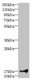 Western blot All lanes: LITAFantibody at 1.91ug/ml + Hela whole cell lysate Secondary Goat polyclonal to rabbit IgG at 1/10000 dilution Predicted band size: 18, 24, 16 kDa Observed band size: 18 kDa