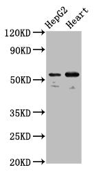 Western Blot Positive WB detected in: HepG2 whole cell lysate, Mouse heart tissue All lanes: LMAN1 antibody at 5.3µg/ml Secondary Goat polyclonal to rabbit IgG at 1/50000 dilution Predicted band size: 58 kDa Observed band size: 58 kDa