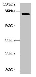 Western blot All lanes: LMF2 antibody at 6µg/ml + Mouse kidney tissue Secondary Goat polyclonal to rabbit IgG at 1/10000 dilution Predicted band size: 80, 77, 68 kDa Observed band size: 80 kDa