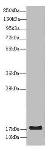 Western blot All lanes: LMO2 antibody at 8 ug/ml + Mouse spleen tissue Secondary Goat polyclonal to rabbit IgG at 1/10000 dilution Predicted band size: 19, 26, 6 kDa Observed band size: 19 kDa