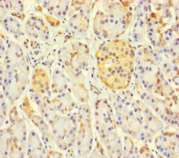 Immunohistochemistry of paraffin-embedded human pancreatic tissue using CSB-PA013042LA01HU at dilution of 1:100