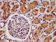 IHC image of CSB-PA013096LA01HU diluted at 1:500 and staining in paraffin-embedded human kidney tissue performed on a Leica BondTM system.