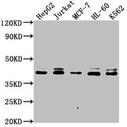 Western Blot Positive WB detected in: HepG2 whole cell lysate, Jurkat whole cell lysate, MCF-7 whole cell lysate, HL-60 whole cell lysate, K562 whole cell lysate All lanes: LSM11 antibody at 1:2000 Secondary Goat polyclonal to rabbit IgG at 1/5000...