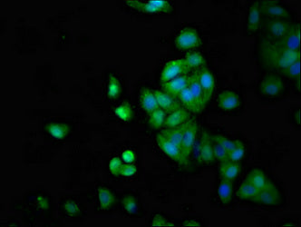 Immunofluorescence staining of HepG2 cells with CSB-PA013230LA01HU at 1:66, counter-stained with DAPI. The cells were fixed in 4% formaldehyde, permeabilized using 0.2% Triton X-100 and blocked in 10% normal Goat Serum. The cells were then incubat...