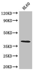 Western Blot Positive WB detected in: HL60 whole cell lysate All lanes: LUZP2 antibody at 2.6µg/ml Secondary Goat polyclonal to rabbit IgG at 1/50000 dilution Predicted band size: 39, 19, 16, 29 kDa Observed band size: 39 kDa