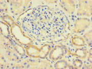 Immunohistochemistry of paraffin-embedded human kidney tissue using CSB-PA013254LA01HU at dilution of 1:100