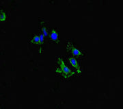 Immunofluorescent analysis of Hela cells using CSB-PA013259LA01HU at dilution of 1:100 and Alexa Fluor 488-congugated AffiniPure Goat Anti-Rabbit IgG(H+L)