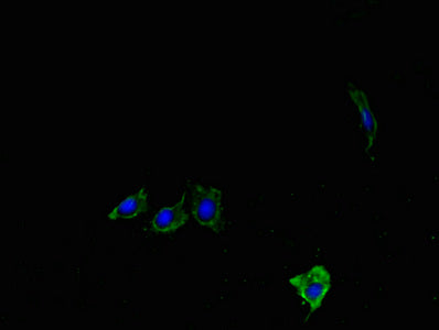 Immunofluorescent analysis of Hela cells using CSB-PA013268LA01MO at dilution of 1:100 and Alexa Fluor 488-congugated AffiniPure Goat Anti-Rabbit IgG(H+L)