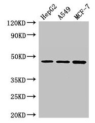 Western Blot Positive WB detected in: HepG2 whole cell lysate, A549 whole cell lysate, MCF-7 whole cell lysate All lanes: MAEA antibody at 3µg/ml Secondary Goat polyclonal to rabbit IgG at 1/50000 dilution Predicted band size: 46, 41, 37, 27 kDa O...