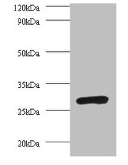 Western blot All lanes: PSMA7 antibody at 2µg/ml + 293T whole cell lysate Secondary Goat polyclonal to rabbit IgG at 1/10000 dilution Predicted band size: 28, 21, 17 kDa Observed band size: 28 kDa