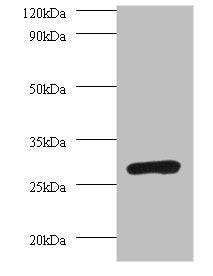 Western blot All lanes: PSMA7 antibody at 2µg/ml + 293T whole cell lysate Secondary Goat polyclonal to rabbit IgG at 1/10000 dilution Predicted band size: 28, 21, 17 kDa Observed band size: 28 kDa