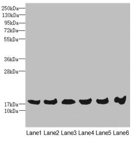 Western blot All lanes: MAGOH antibody at 4.69ug/ml Lane 1: Mouse kidney tissue Lane 2: A431 whole cell lysate Lane 3: Jurkat whole cell lysate Lane 4: Raji whole cell lysate Lane 5: K562 whole cell lysate Lane 6: Hela whole cell lysate Secondary...