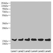 Western blot All lanes: MAGOH antibody at 4.36ug/ml Lane 1: Mouse kidney tissue Lane 2: A431 whole cell lysate Lane 3: Jurkat whole cell lysate Lane 4: Raji whole cell lysate Lane 5: K562 whole cell lysate Lane 6: Hela whole cell lysate Secondary...