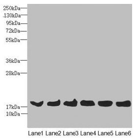 Western blot All lanes: MAGOH antibody at 4.36ug/ml Lane 1: Mouse kidney tissue Lane 2: A431 whole cell lysate Lane 3: Jurkat whole cell lysate Lane 4: Raji whole cell lysate Lane 5: K562 whole cell lysate Lane 6: Hela whole cell lysate Secondary...