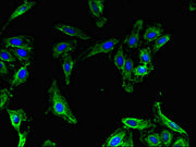 Immunofluorescent analysis of Hela cells using CSB-PA013404LA01HU at dilution of 1:100 and Alexa Fluor 488-congugated AffiniPure Goat Anti-Rabbit IgG(H+L)