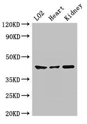 Western Blot Positive WB detected in: LO2 whole cell lysate, Mouse heart tissue, Mouse kidney tissue All lanes: MAP2K1 antibody at 2ug/ml Secondary Goat polyclonal to rabbit IgG at 1/50000 dilution Predicted band size: 44, 41 kDa Observed band siz...
