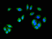 Immunofluorescence staining of A549 cells with CSB-PA013415LA01HU at 1:200, counter-stained with DAPI. The cells were fixed in 4% formaldehyde, permeabilized using 0.2% Triton X-100 and blocked in 10% normal Goat Serum. The cells were then incubat...