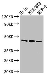 Western Blot Positive WB detected in: Hela whole cell lysate, NIH/3T3 whole cell lysate, MCF-7 whole cell lysate All lanes: MAP2K7 antibody at 2.7µg/ml Secondary Goat polyclonal to rabbit IgG at 1/50000 dilution Predicted band size: 48, 52, 50, 49...