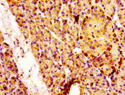 IHC image of CSB-PA013426LA01HU diluted at 1:100 and staining in paraffin-embedded human pancreatic tissue performed on a Leica BondTM system. After dewaxing and hydration, antigen retrieval was mediated by high pressure in a citrate buffer (pH 6....