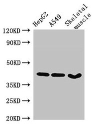 Western Blot Positive WB detected in: HepG2 whole cell lysate, A549 whole cell lysate, Mouse skeletal muscle tissue All lanes: MAPK12 antibody at 2.7µg/ml Secondary Goat polyclonal to rabbit IgG at 1/50000 dilution Predicted band size: 42, 41 kDa...