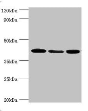 Western blot All lanes: Mitogen-activated protein kinase 13 antibody at 3ug/ml Lane 1: HepG2 whole cell lysate Lane 2: Hela whole cell lysate Lane 3: MCF-7 whole cell lysate Secondary Goat polyclonal to rabbit IgG at 1/10000 dilution Predicted ban...