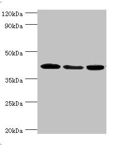 Western blot All lanes: Mitogen-activated protein kinase 13 antibody at 3ug/ml Lane 1: HepG2 whole cell lysate Lane 2: Hela whole cell lysate Lane 3: MCF-7 whole cell lysate Secondary Goat polyclonal to rabbit IgG at 1/10000 dilution Predicted ban...
