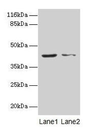 Western blot All lanes: MAPK13 antibody at 2µg/ml Lane 1: Hela whole cell lysate Lane 2: A549 whole cell lysate Secondary Goat polyclonal to rabbit IgG at 1/10000 dilution Predicted band size: 43, 29 kDa Observed band size: 43 kDa