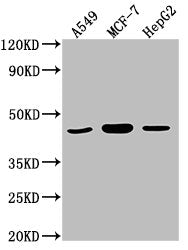 Western Blot Positive WB detected in: A549 whole cell lysate, MCF-7 whole cell lysate, HepG2 whole cell lysate All lanes: MAPK14 antibody at 1:2000 Secondary Goat polyclonal to rabbit IgG at 1/50000 dilution Predicted band size: 42, 35, 36, 30 kDa...
