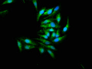 Immunofluorescence staining of Hela cells with CSB-PA013471LA01HU at 1:266, counter-stained with DAPI. The cells were fixed in 4% formaldehyde, permeabilized using 0.2% Triton X-100 and blocked in 10% normal Goat Serum. The cells were then incubat...