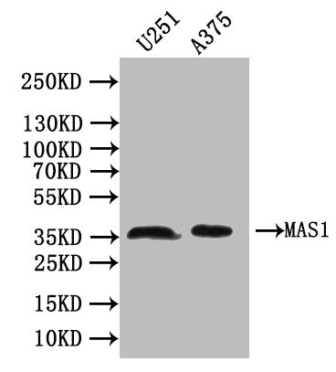 Western Blot Positive WB detected in:U251 whole cell lysate, A375 whole cell lysate All lanes: MAS1 antibody at 1:1000 Secondary Goat polyclonal to rabbit IgG at 1/50000 dilution Predicted band size: 38 kDa Observed band size: 38 kDa