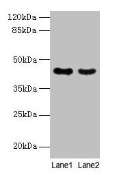 Western blot All lanes: MAS1L antibody at 2µg/ml Lane 1: Colo320 whole cell lysate Lane 2: Hela whole cell lysate Secondary Goat polyclonal to rabbit IgG at 1/10000 dilution Predicted band size: 43 kDa Observed band size: 43 kDa