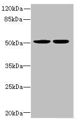 Western blot All lanes: MATK antibody at 5.06µg/ml Lane 1: MCF-7 whole cell lysate Lane 2: Hela whole cell lysate Secondary Goat polyclonal to rabbit IgG at 1/10000 dilution Predicted band size: 57, 52 kDa Observed band size: 52 kDa