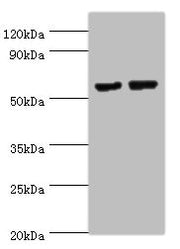 Western blot All lanes: MATN3 antibody at 14ug/ml Lane 1: NIH/3T3 whole cell lysate Lane 2: Mouse thymus tissue Secondary Goat polyclonal to rabbit IgG at 1/10000 dilution Predicted band size: 53, 49 kDa Observed band size: 53 kDa