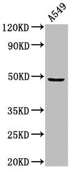 Western Blot Positive WB detected in: A549 whole cell lysate All lanes: MAZ antibody at 3µg/ml Secondary Goat polyclonal to rabbit IgG at 1/50000 dilution Predicted band size: 49, 52, 47, 18 kDa Observed band size: 49 kDa