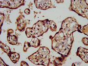 IHC image of CSB-PA013560LA01HU diluted at 1:200 and staining in paraffin-embedded human placenta tissue performed on a Leica BondTM system. After dewaxing and hydration, antigen retrieval was mediated by high pressure in a citrate buffer (pH 6.0)...