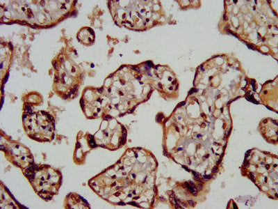IHC image of CSB-PA013560LA01HU diluted at 1:200 and staining in paraffin-embedded human placenta tissue performed on a Leica BondTM system. After dewaxing and hydration, antigen retrieval was mediated by high pressure in a citrate buffer (pH 6.0)...