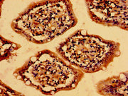 Immunohistochemistry of paraffin-embedded human small intestine tissue using CSB-PA013561LA01HU at dilution of 1:100
